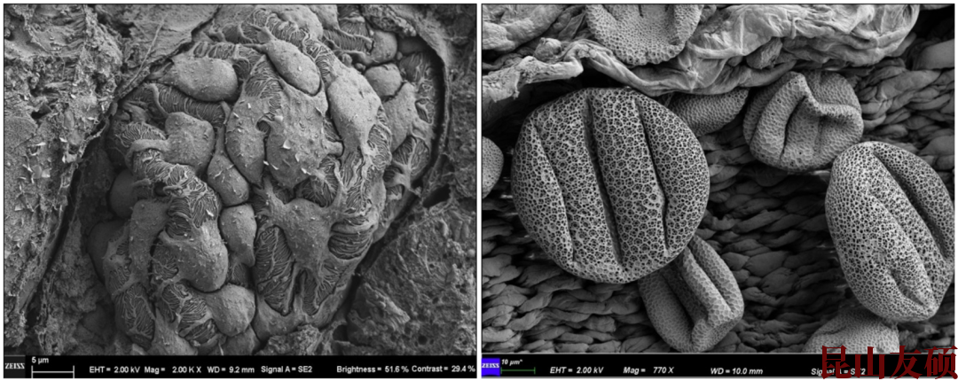 奉节扫描电子显微镜