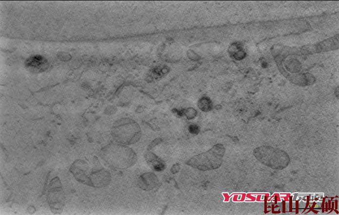 奉节蔡司双束电镜