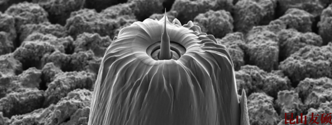 奉节蔡司奉节X射线显微镜